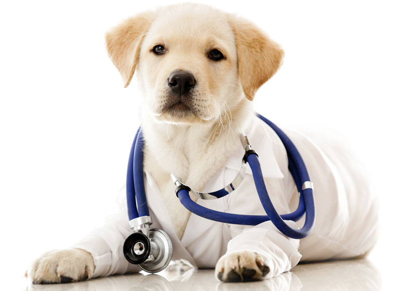 dog-vet